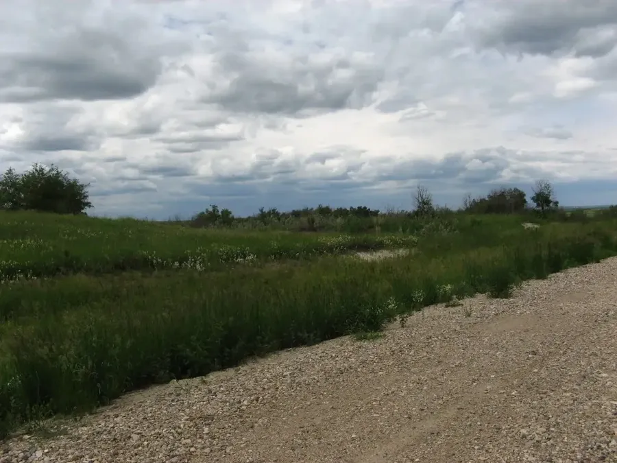 Dense prairie foliage