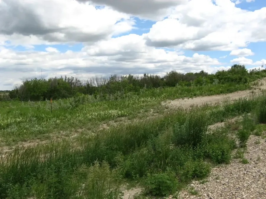 Grassy slope and trees