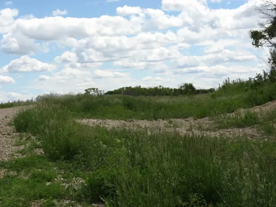 Gravel path and wildflowers