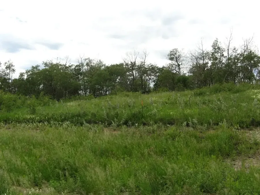 Gravel road and greenery