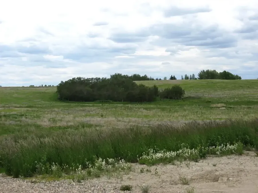 Grove in open field
