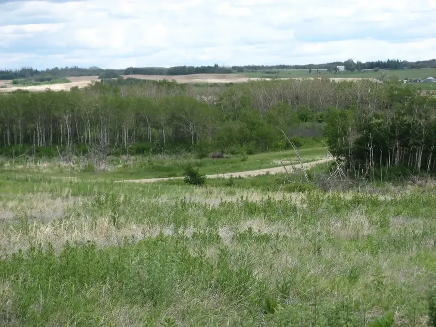 Meadow and treeline