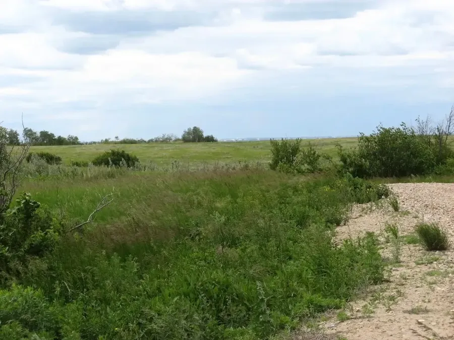 Open meadow expanse