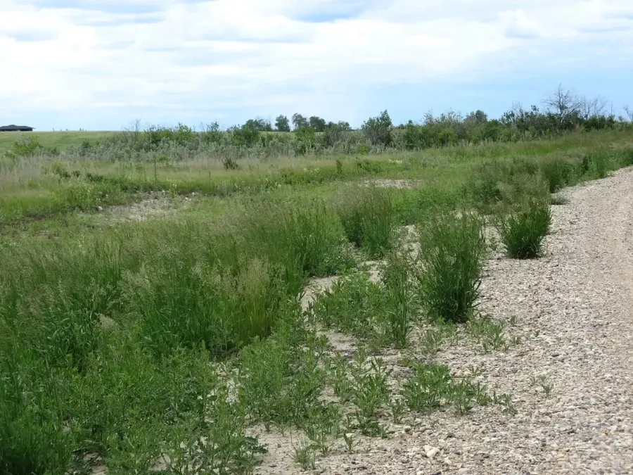 Roadside prairie brush