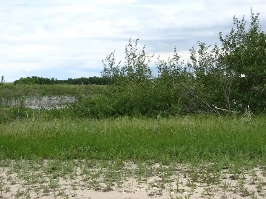 Wetland and poplars
