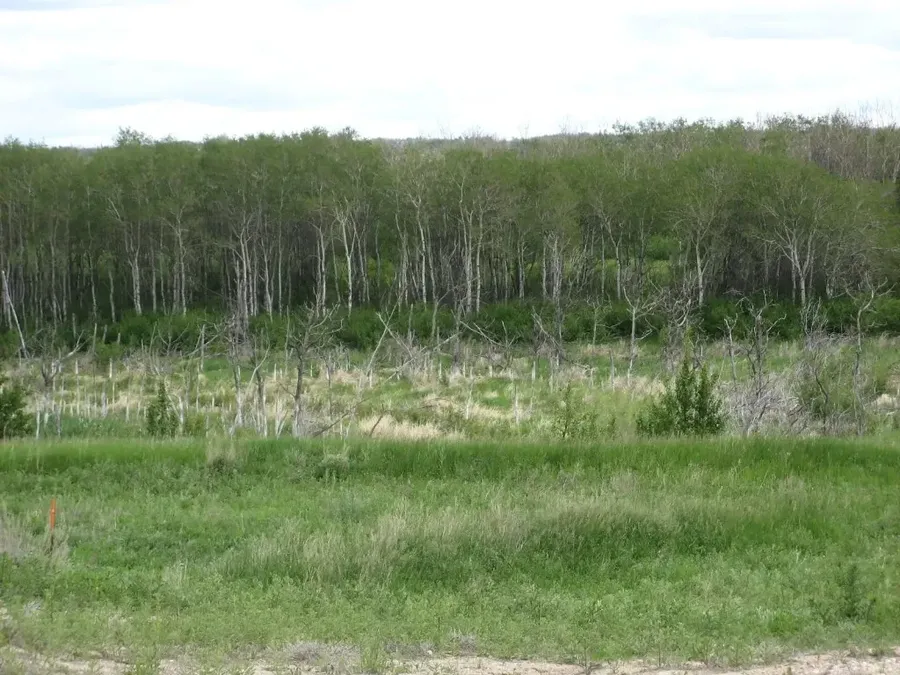 Winding path and birch